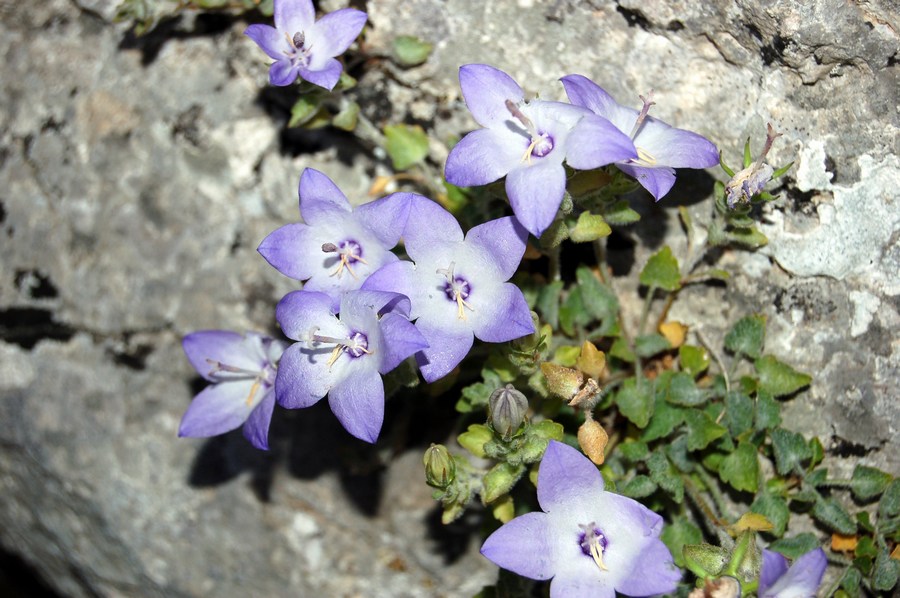 Fioriture magellensi